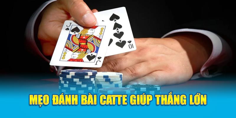 Luật Đánh Bài Catte - Những Điều Tân Thủ Cần Biết Khi Chơi 4 meo-danh-bai-catte-giup-thang-lon