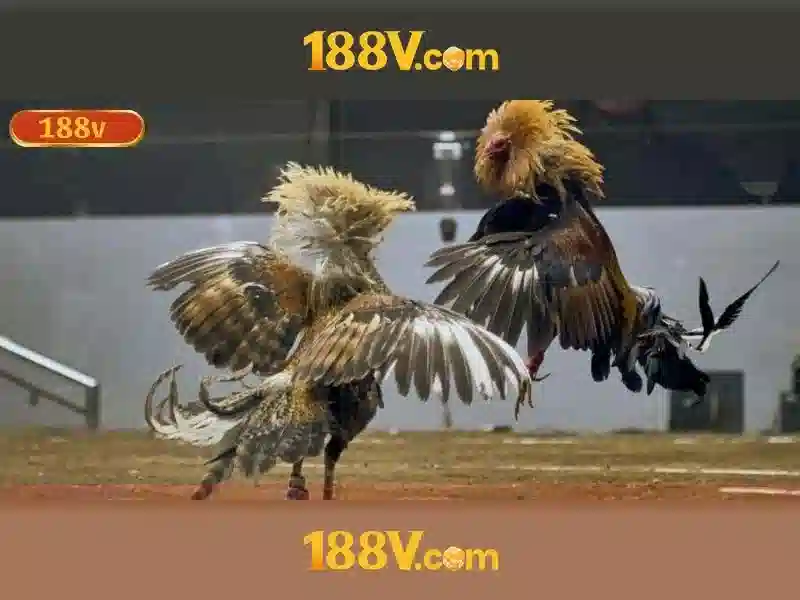 Giao diện nhà cái hoàn hảo